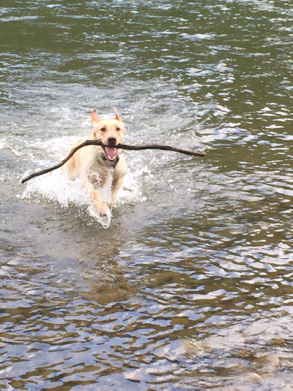 /Images/uploads/Humane Society of Lackawanna County/LoveYourPet/entries/9676thumb.jpg